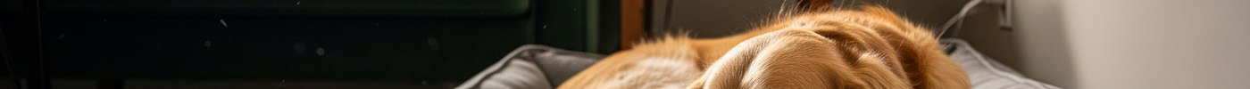 Benefits of Orthopedic Beds for Senior Dogs