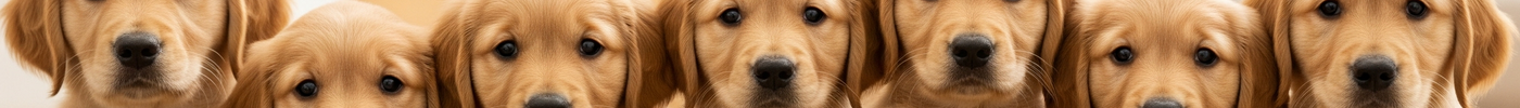Puppy Essentials Checklist for New Dog Owners